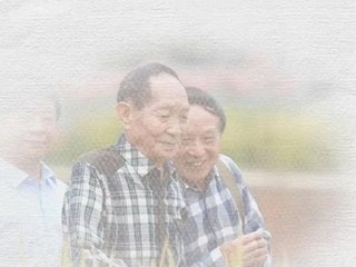 稻花香里憶起您——袁隆平