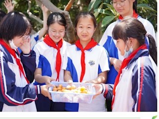 【凌霄新聞臺】摘盡枇杷一樹金 都是沁水甜——記吳中區(qū)寶帶實驗小學枇杷采摘節(jié)