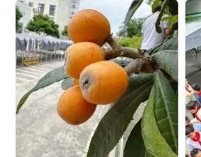 【凌霄新聞臺】枇杷熟了……